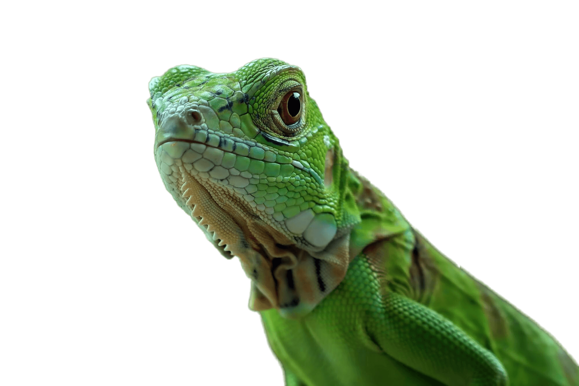 Animais Exóticos Landing Image